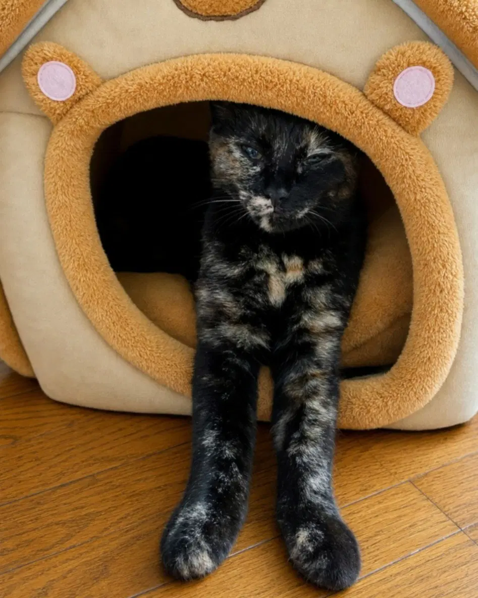 Zena image 2