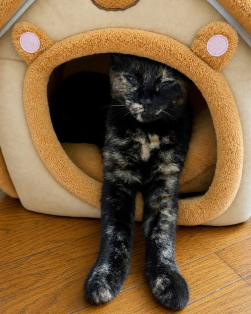 Photo 2 of Zena