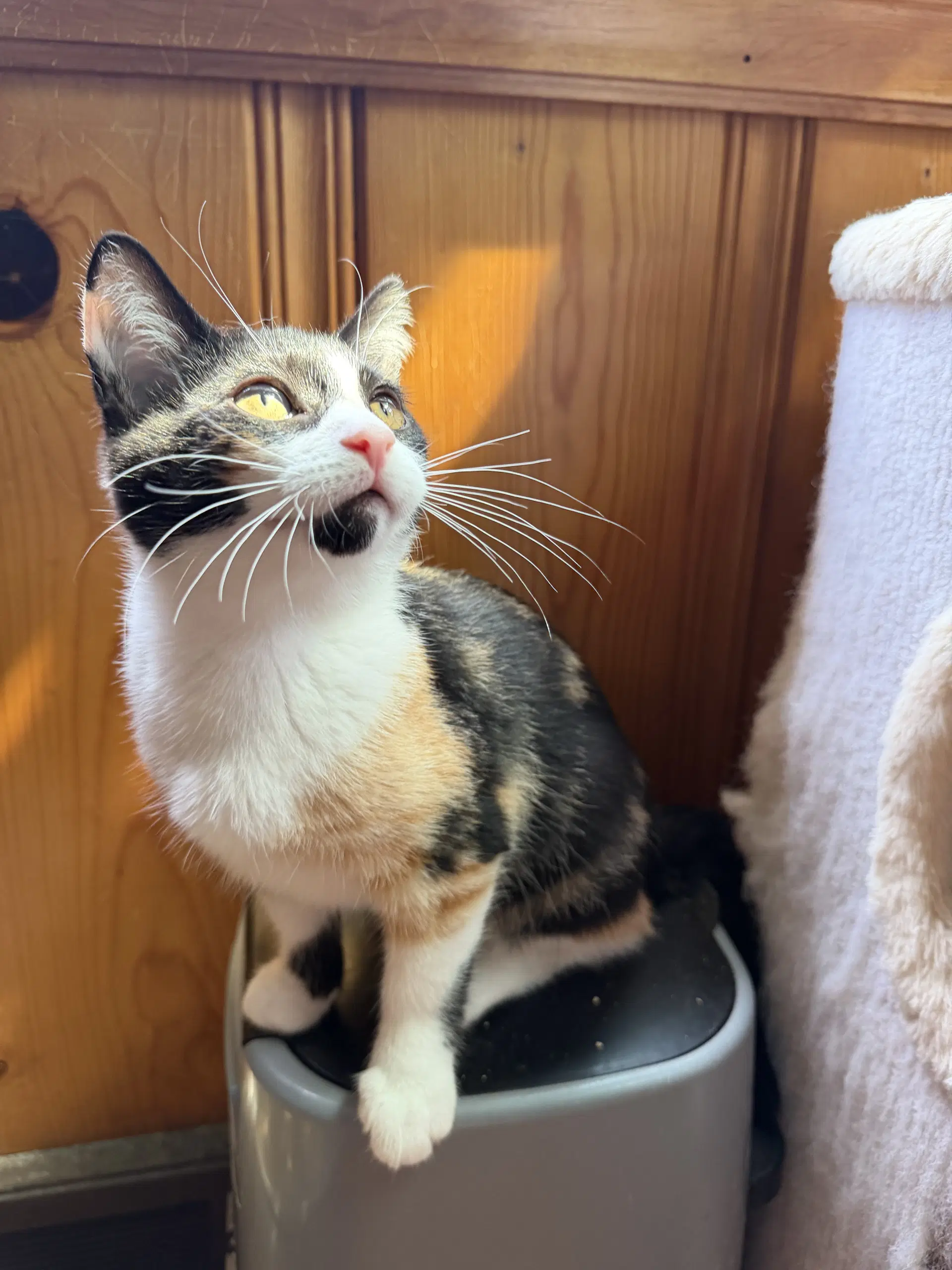 Terri - Domestic Short Hair