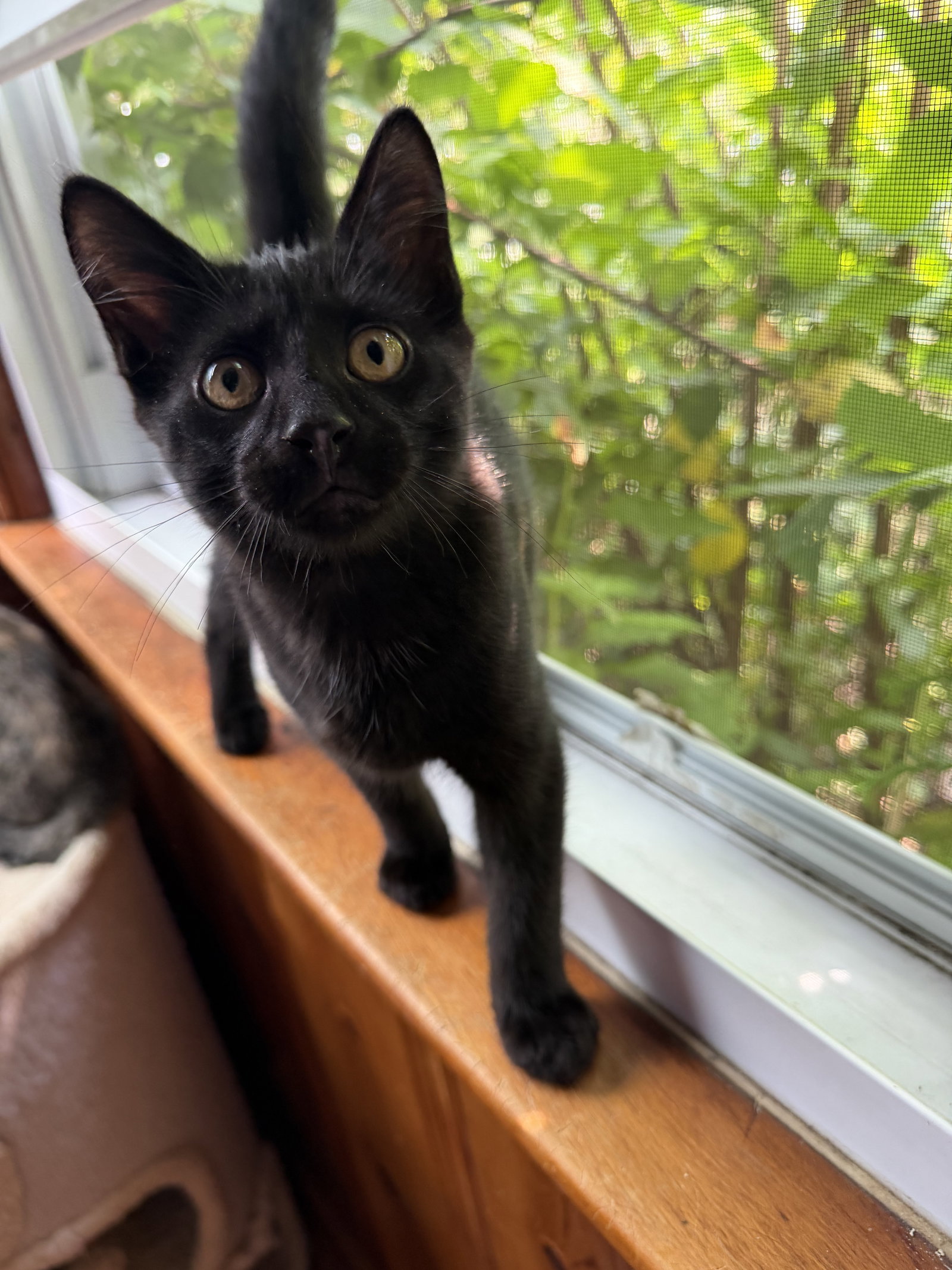 Gary, cat
