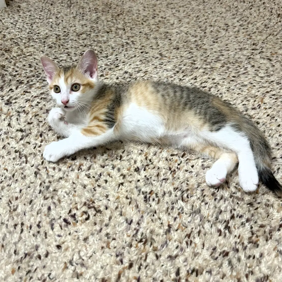 Justice Lee - Domestic Short Hair