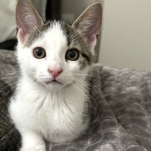 picture of the cat needing adoption