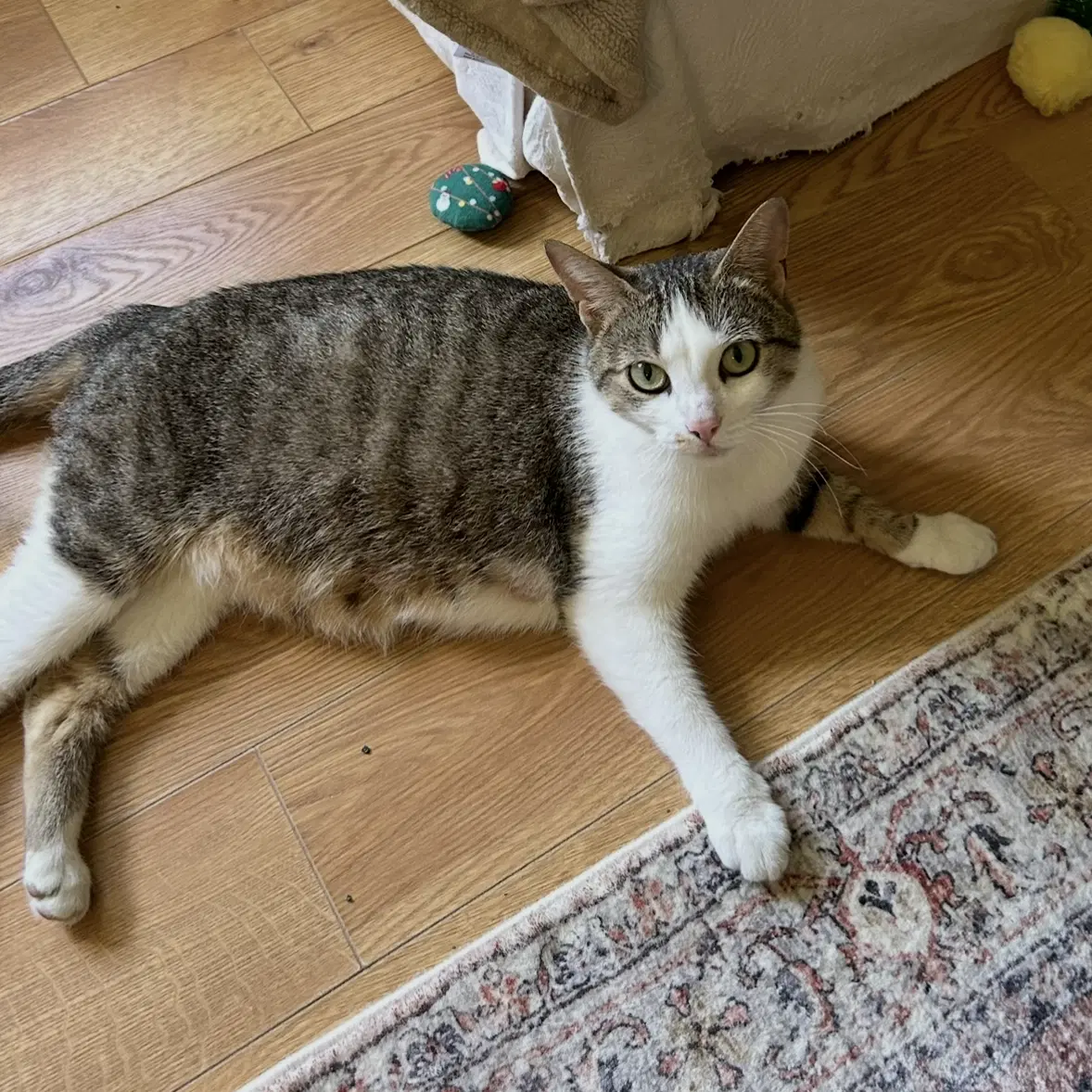 Jana Lee - Domestic Short Hair