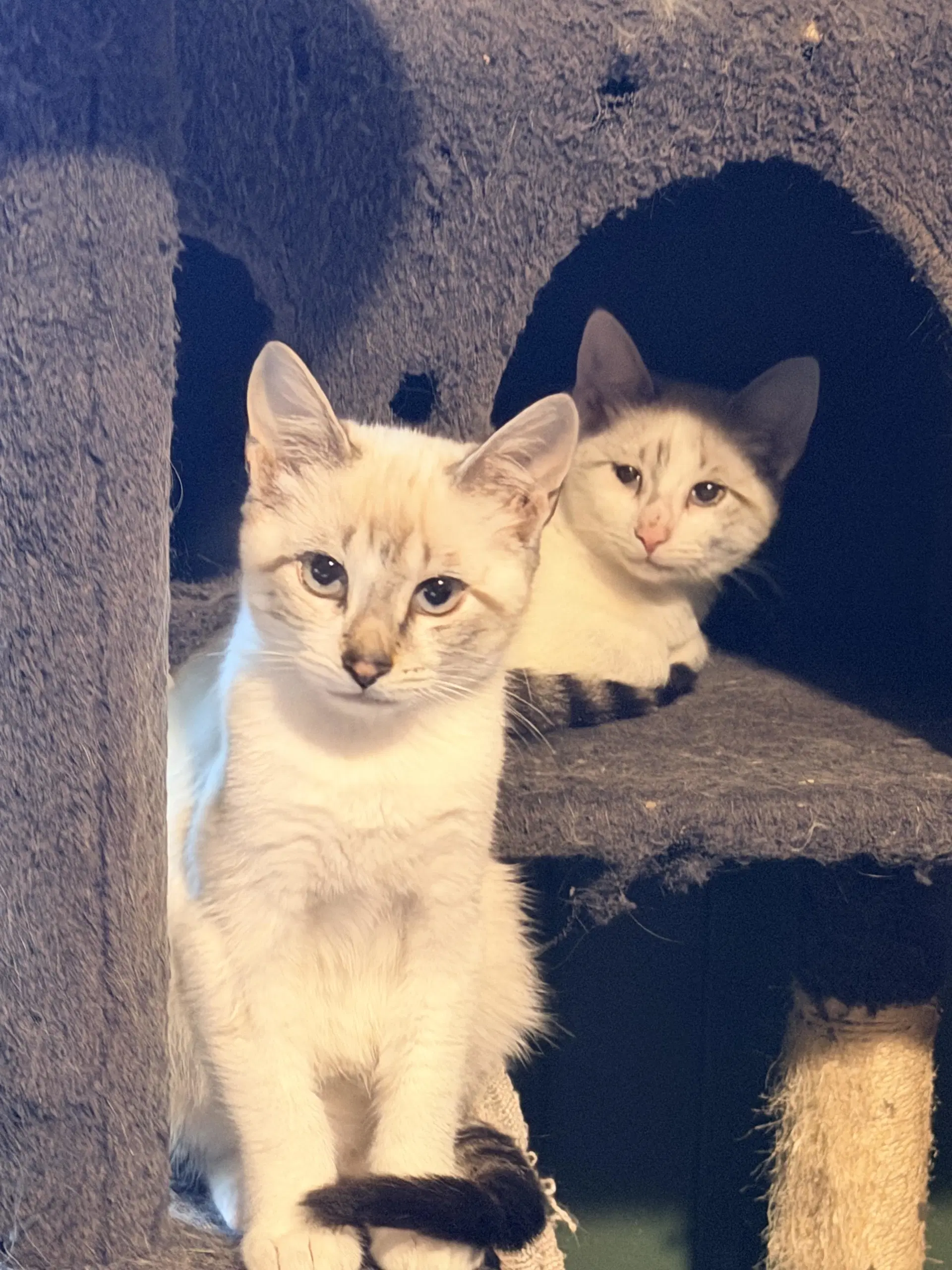 Casper  Greg - Domestic Short Hair