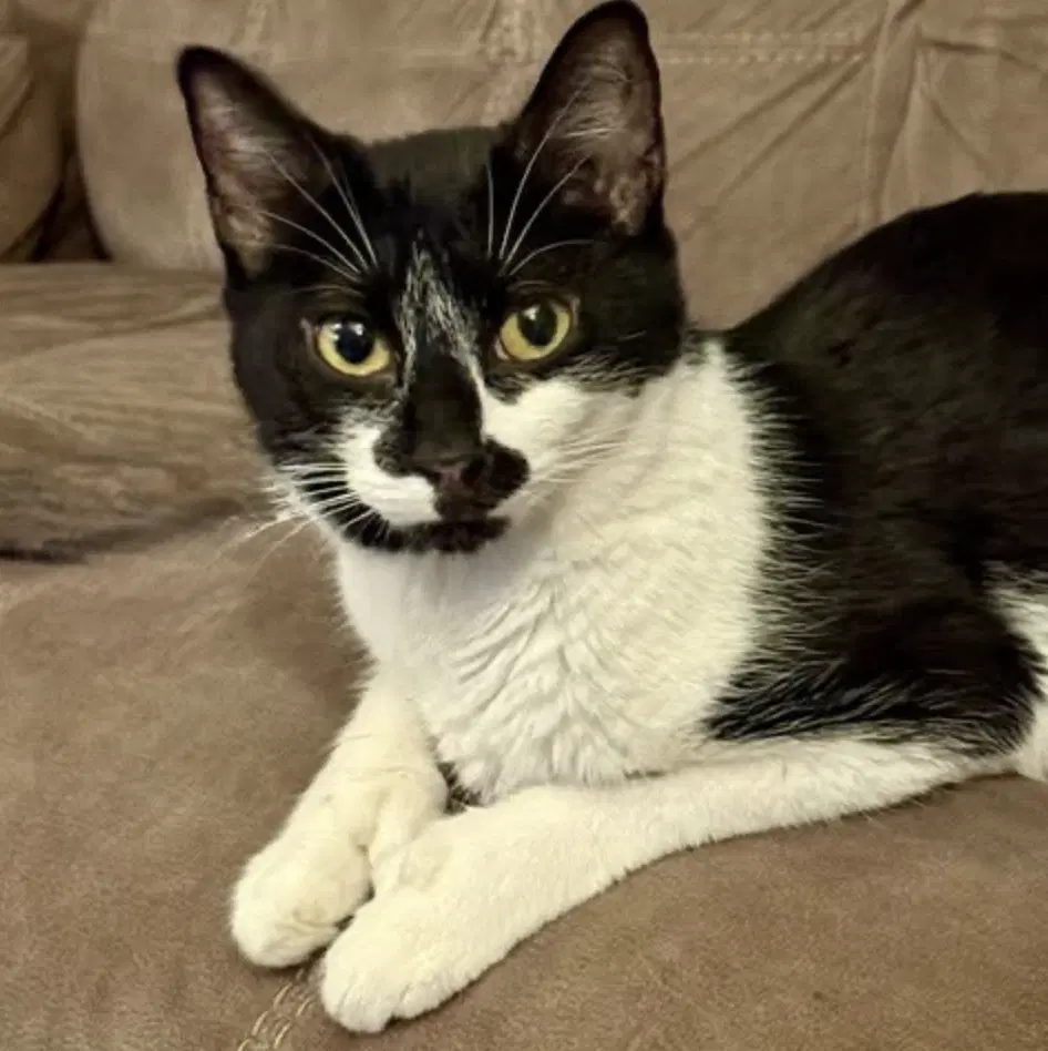 Mitts - Domestic Short Hair