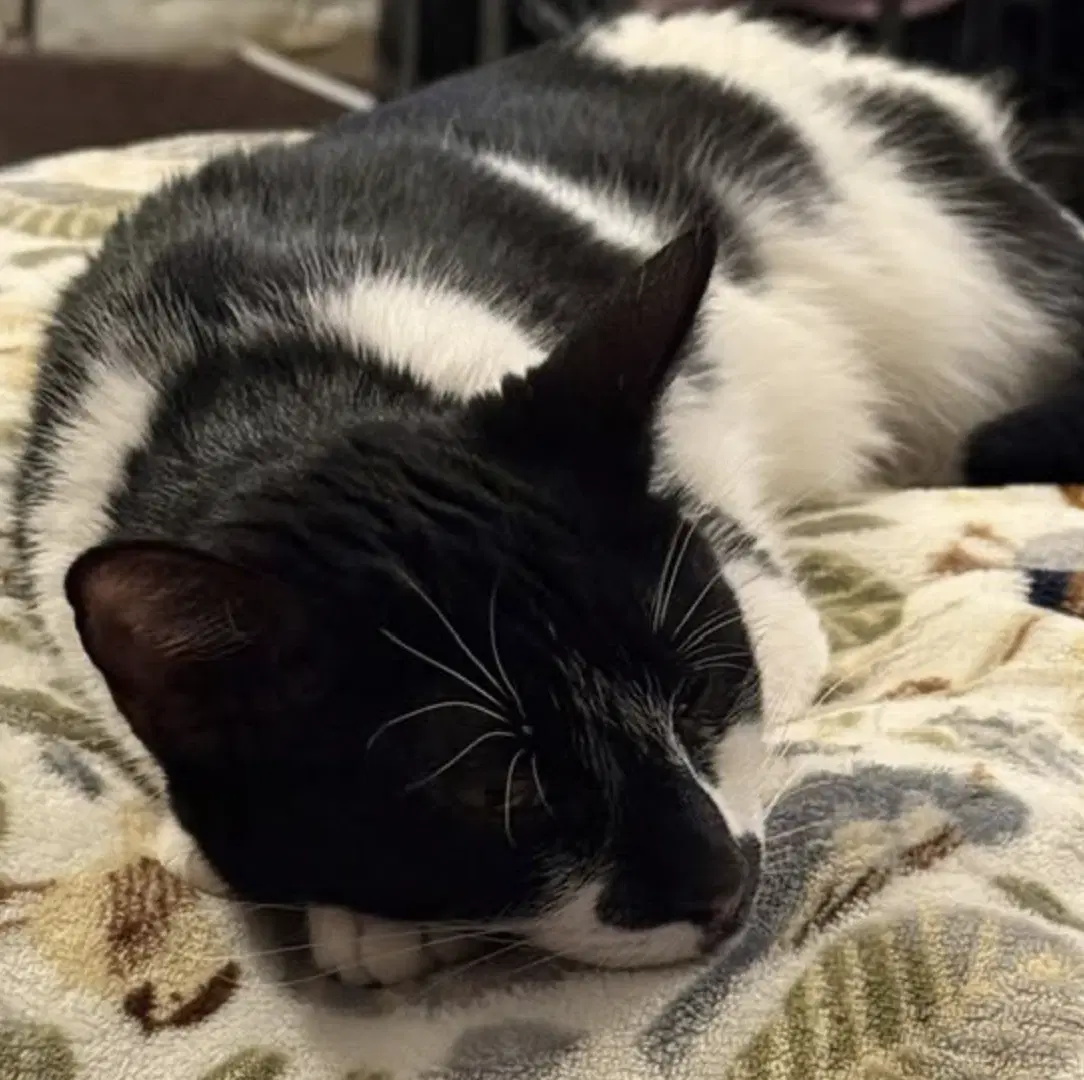Mitts image 3