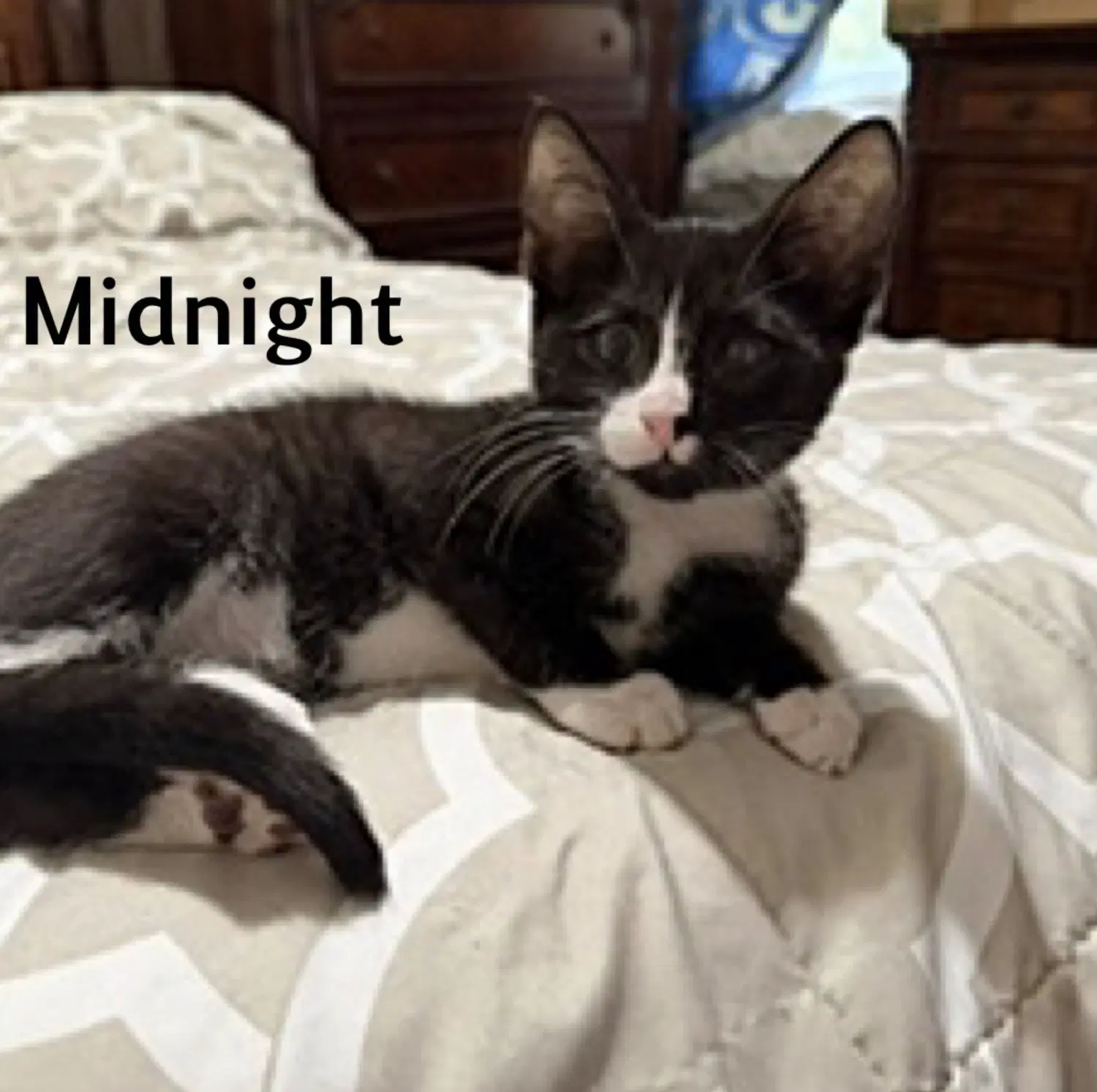 Midnight - Domestic Short Hair