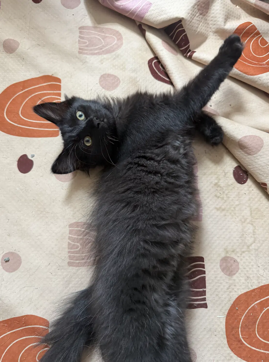 Agatha Christie - Domestic Long Hair