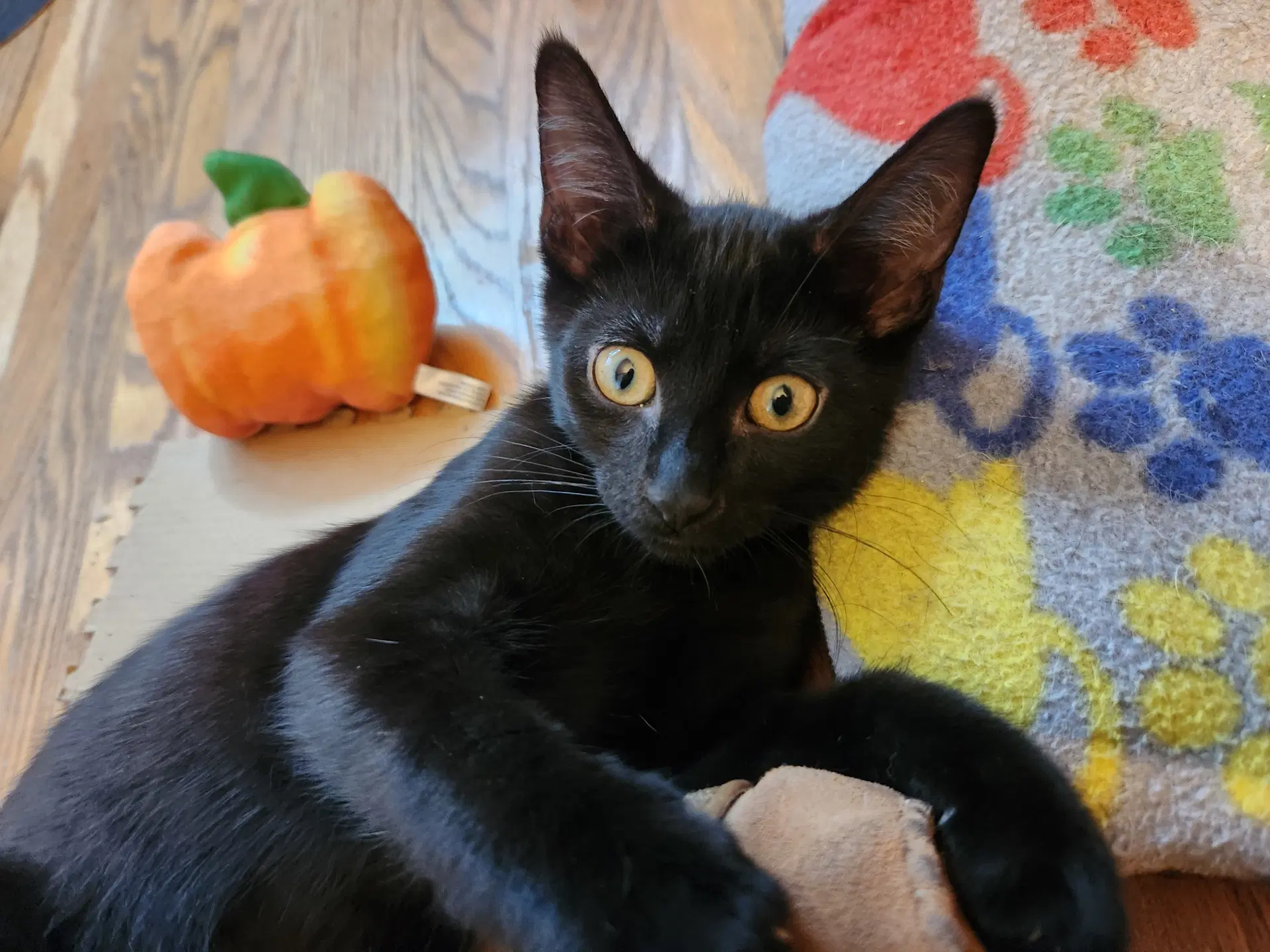 Betel - Domestic Short Hair