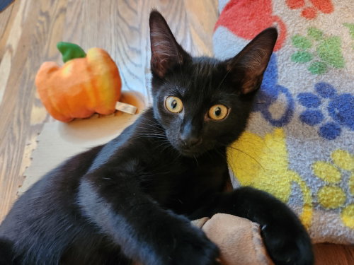 Betel, a cat for adoption from G.R.A.S.P., Inc.