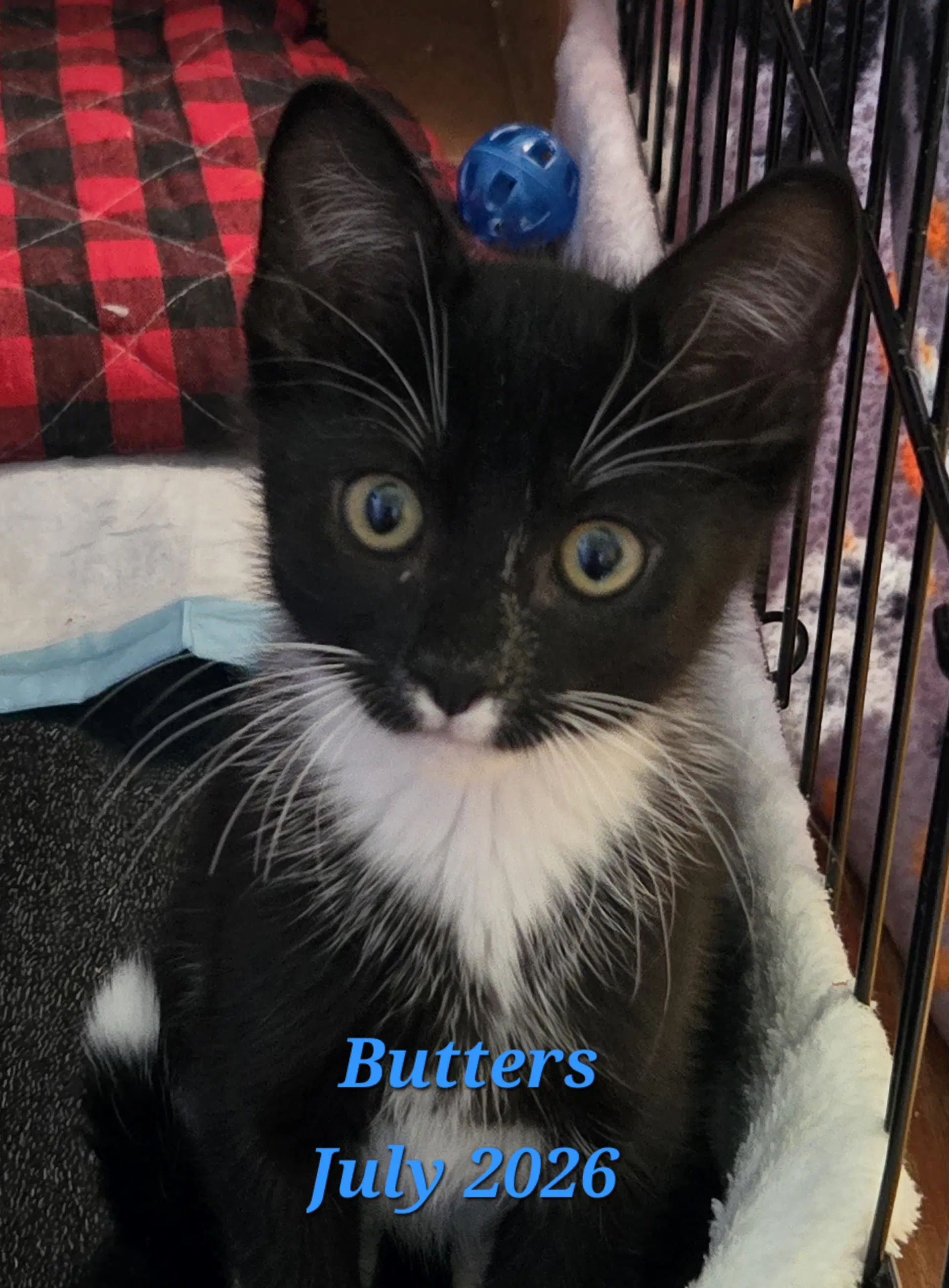 Butters - Domestic Short Hair