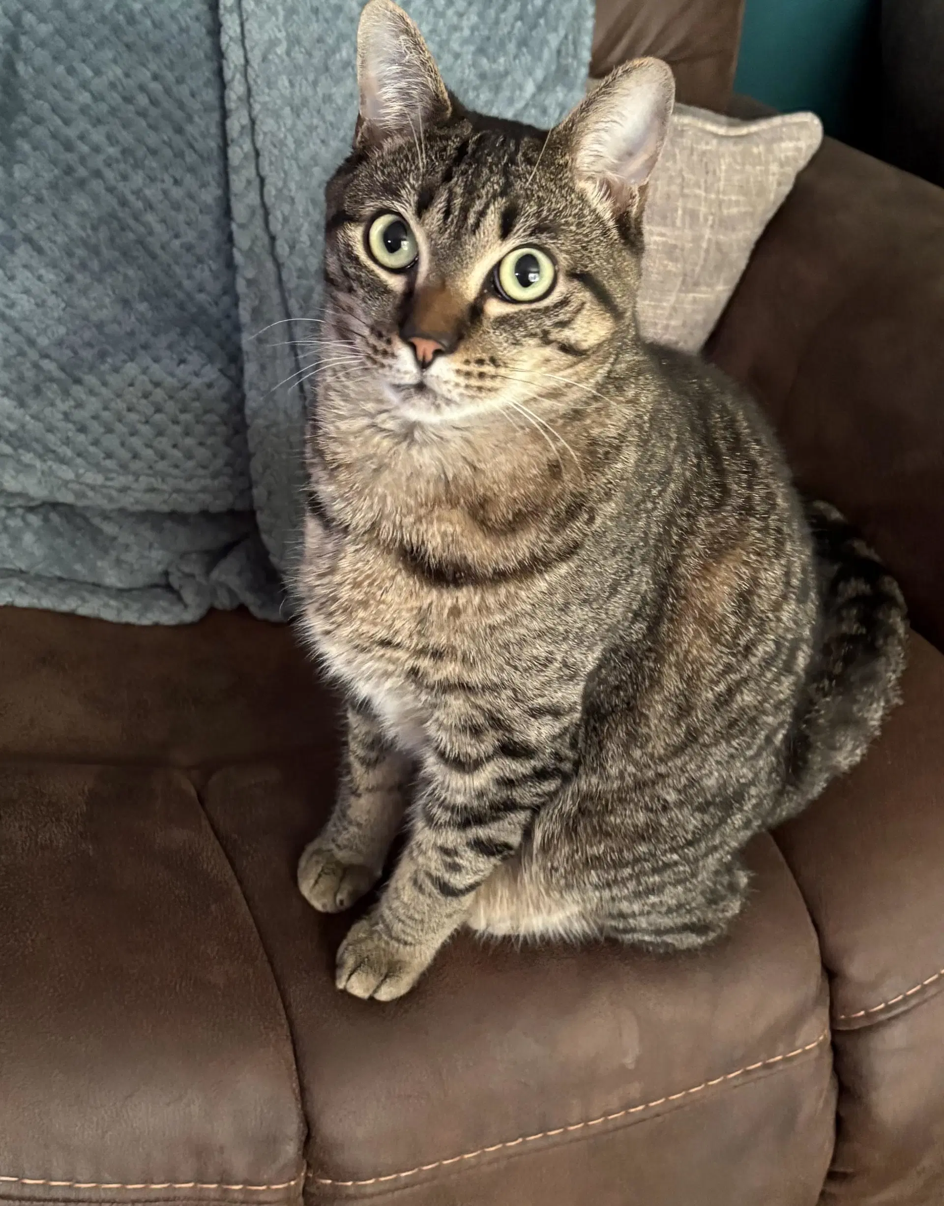Milo - Domestic Short Hair