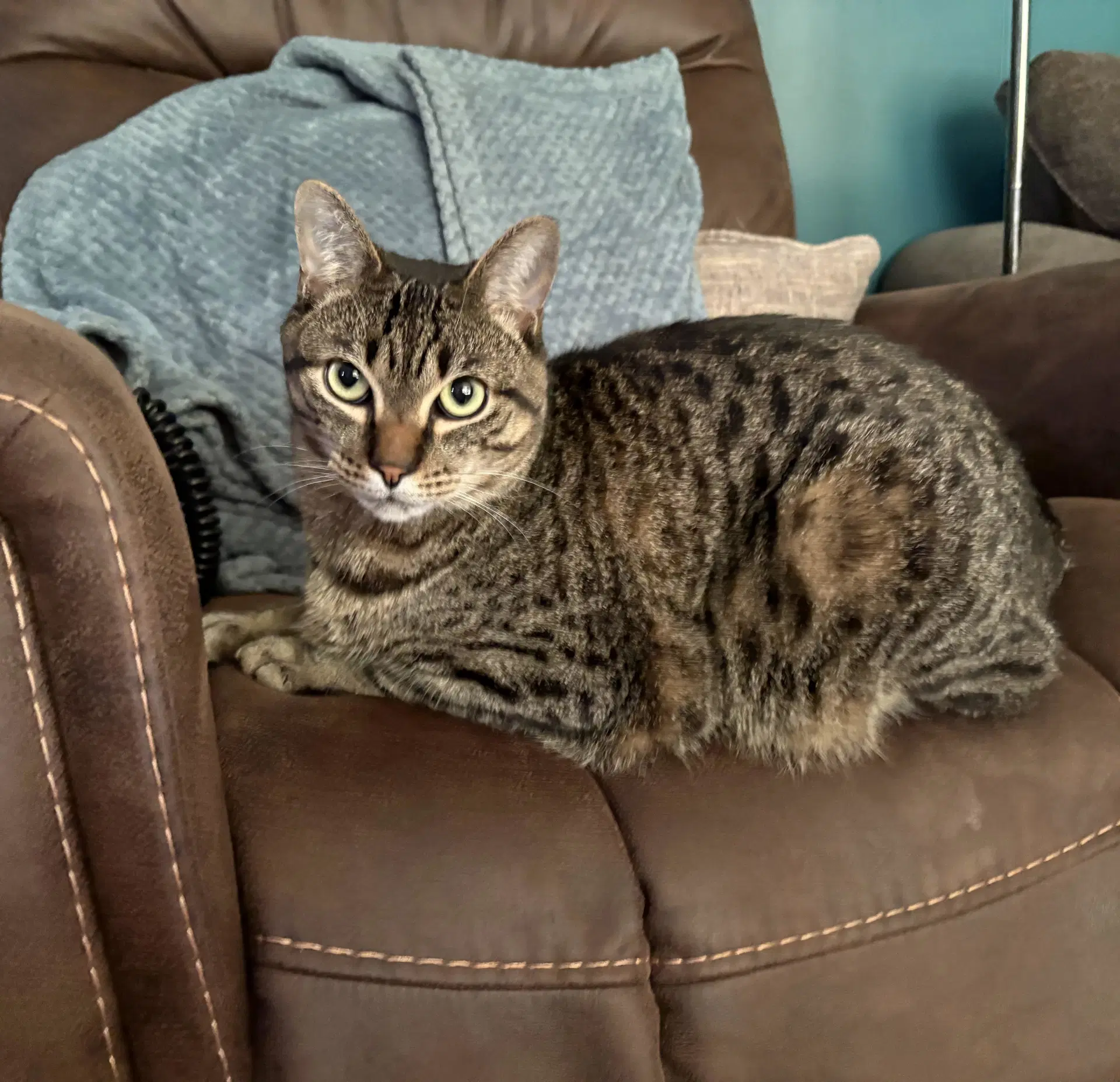 Milo image 2