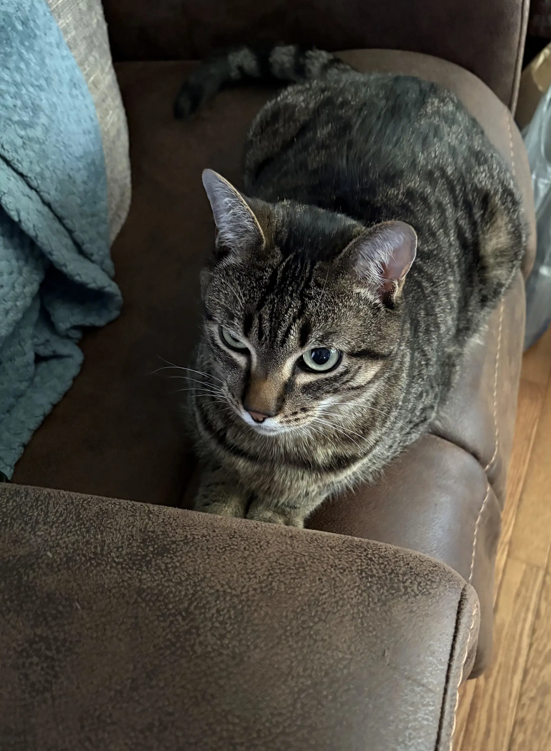 Milo image 3