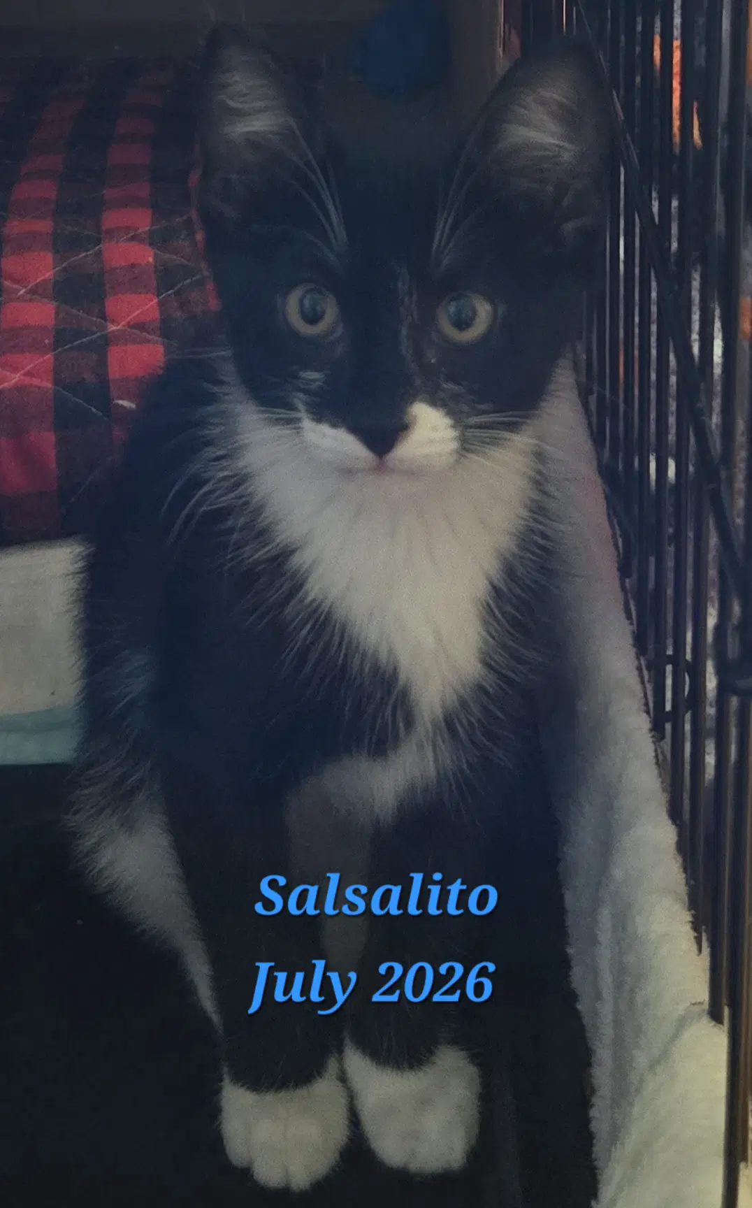 Salsalito - Domestic Short Hair