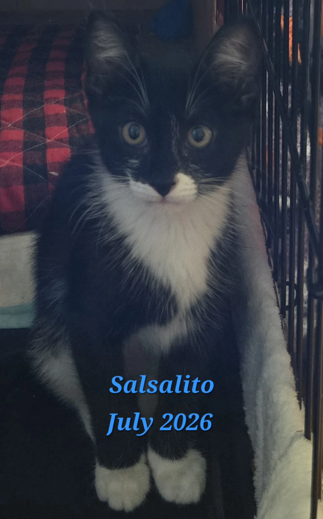 Salsalito