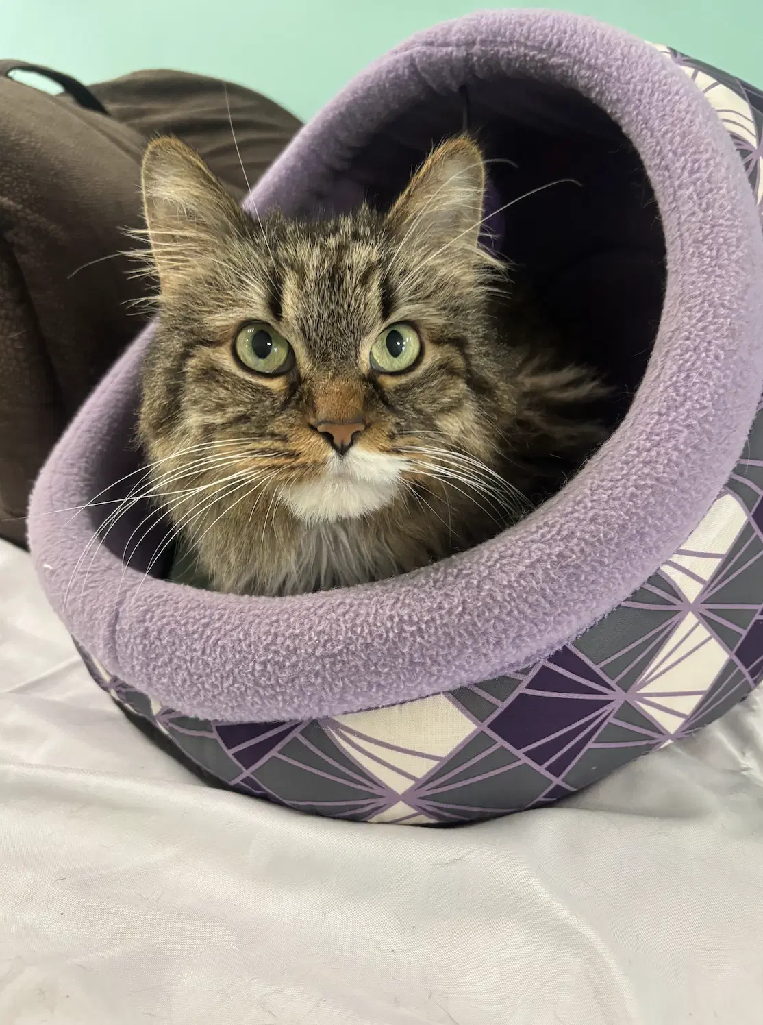 Indy - Domestic Medium Hair