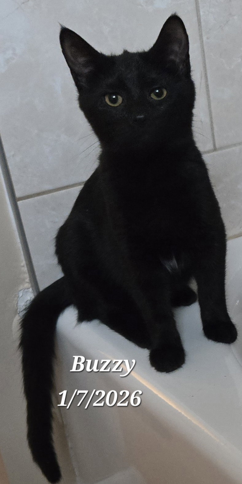 Buzzy, cat
