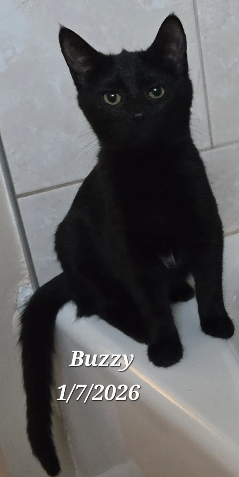 Buzzy - Domestic Short Hair