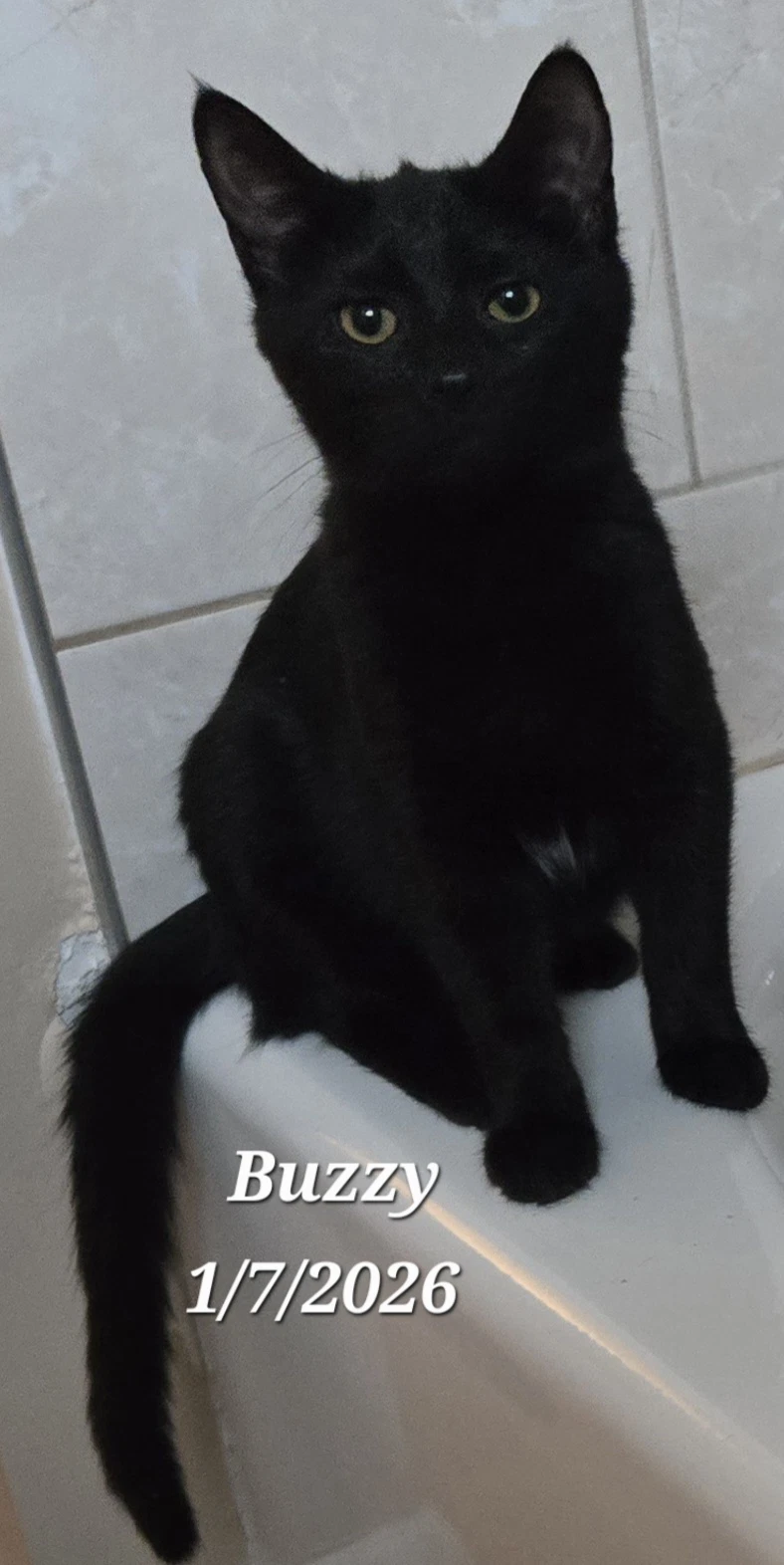 Buzzy