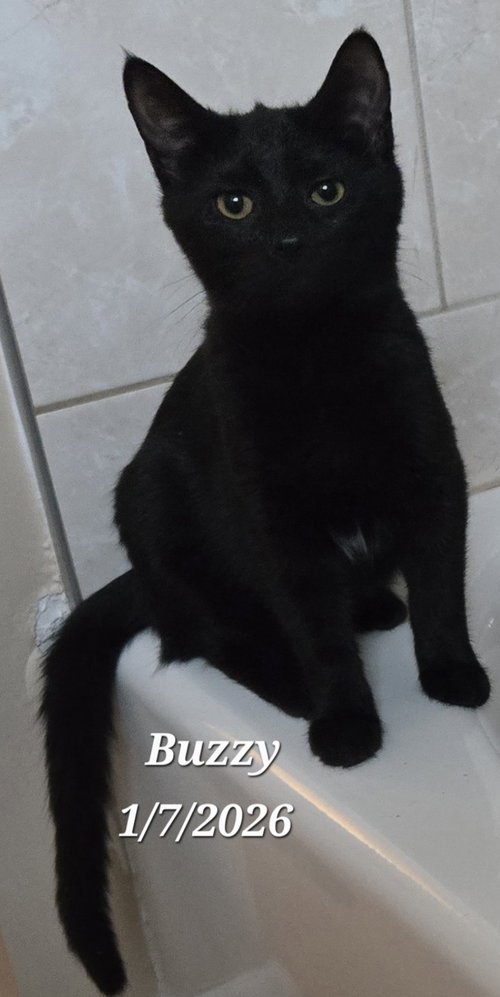Buzzy, a cat for adoption from G.R.A.S.P., Inc.