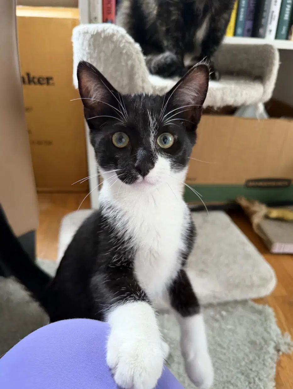 Edgar Allan Poe - Domestic Short Hair