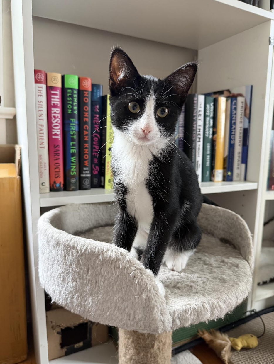 Charlotte Bronte, cat