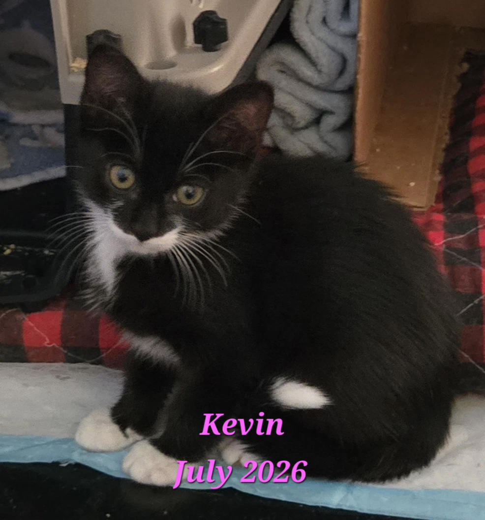 Kevin