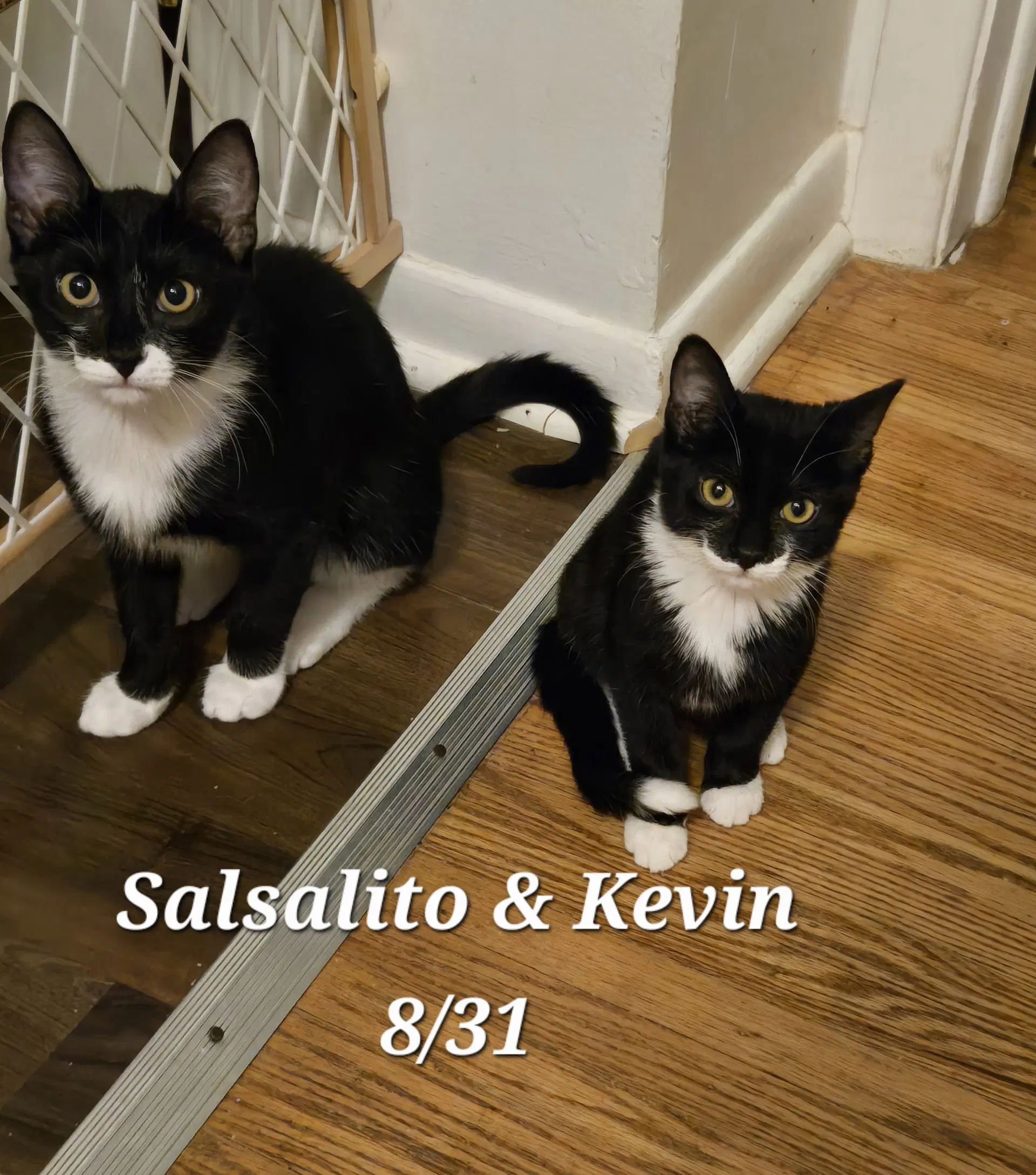 Kevin image 2