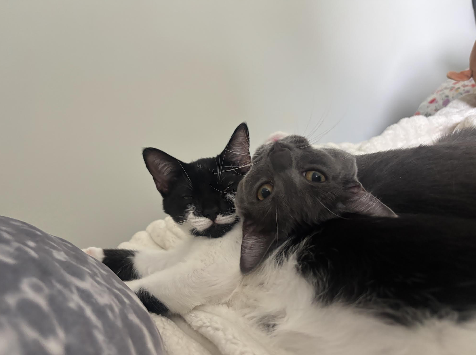 Moose & Goose, cat — photo 1 of 4