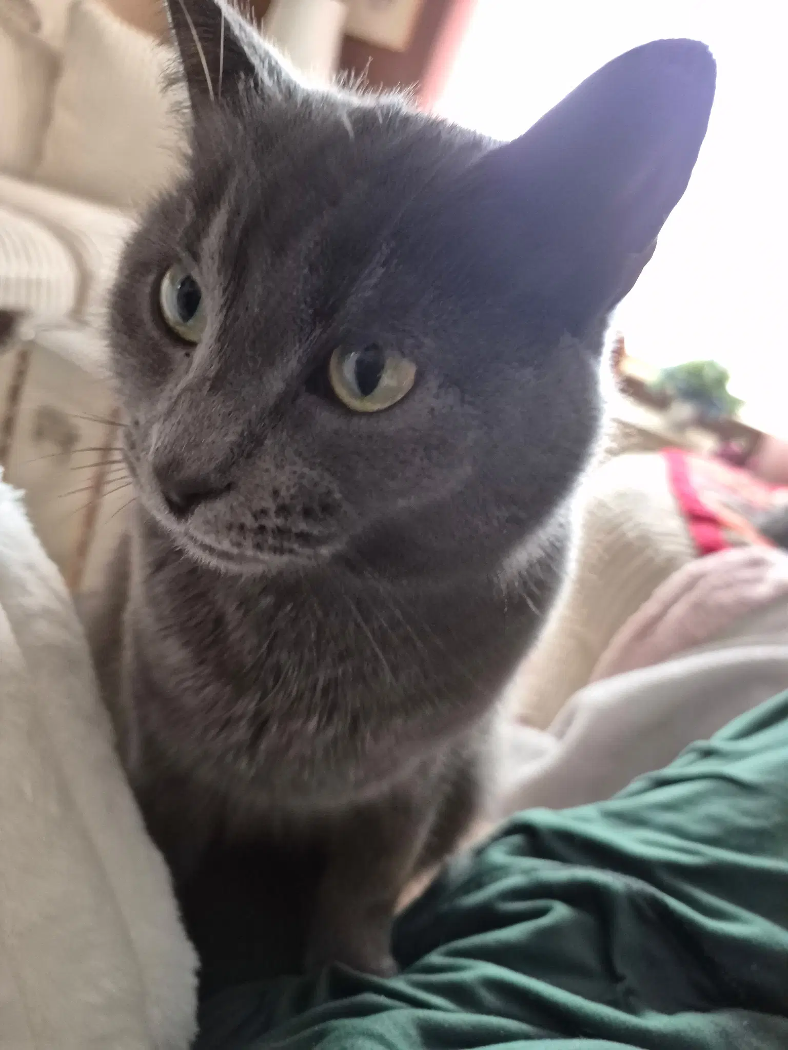 Katie Gray Paws - Domestic Short Hair