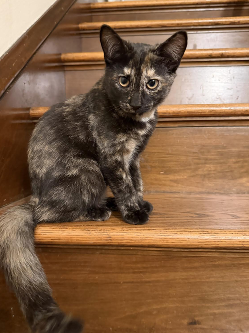 Emily Bronte, a cat for adoption from G.R.A.S.P., Inc.
