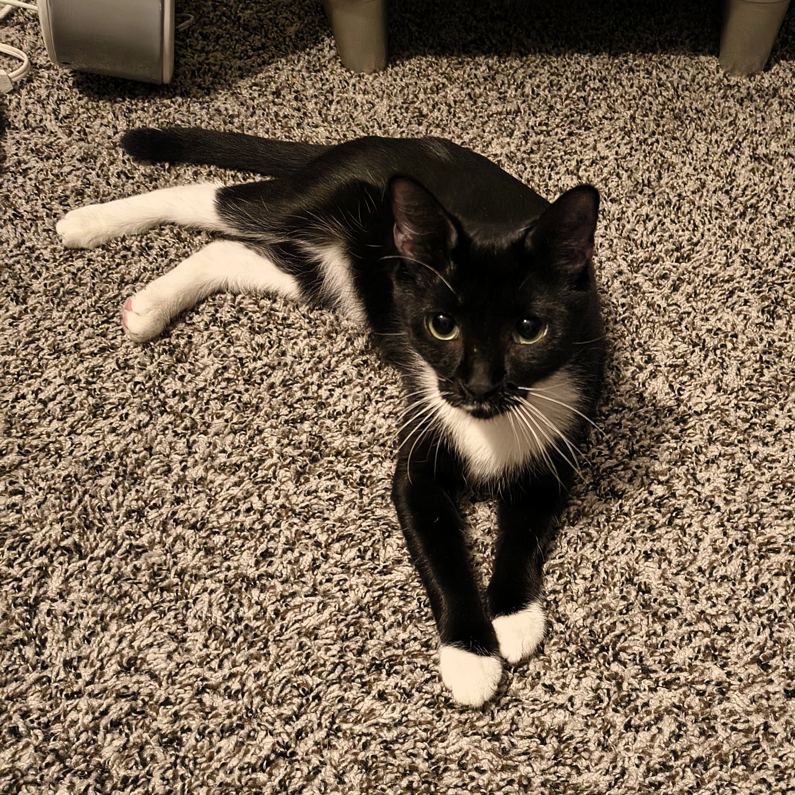 Morgan, cat — photo 1 of 2