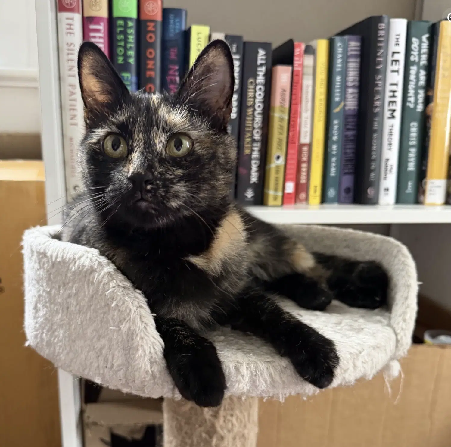 Mary Shelley - Domestic Short Hair