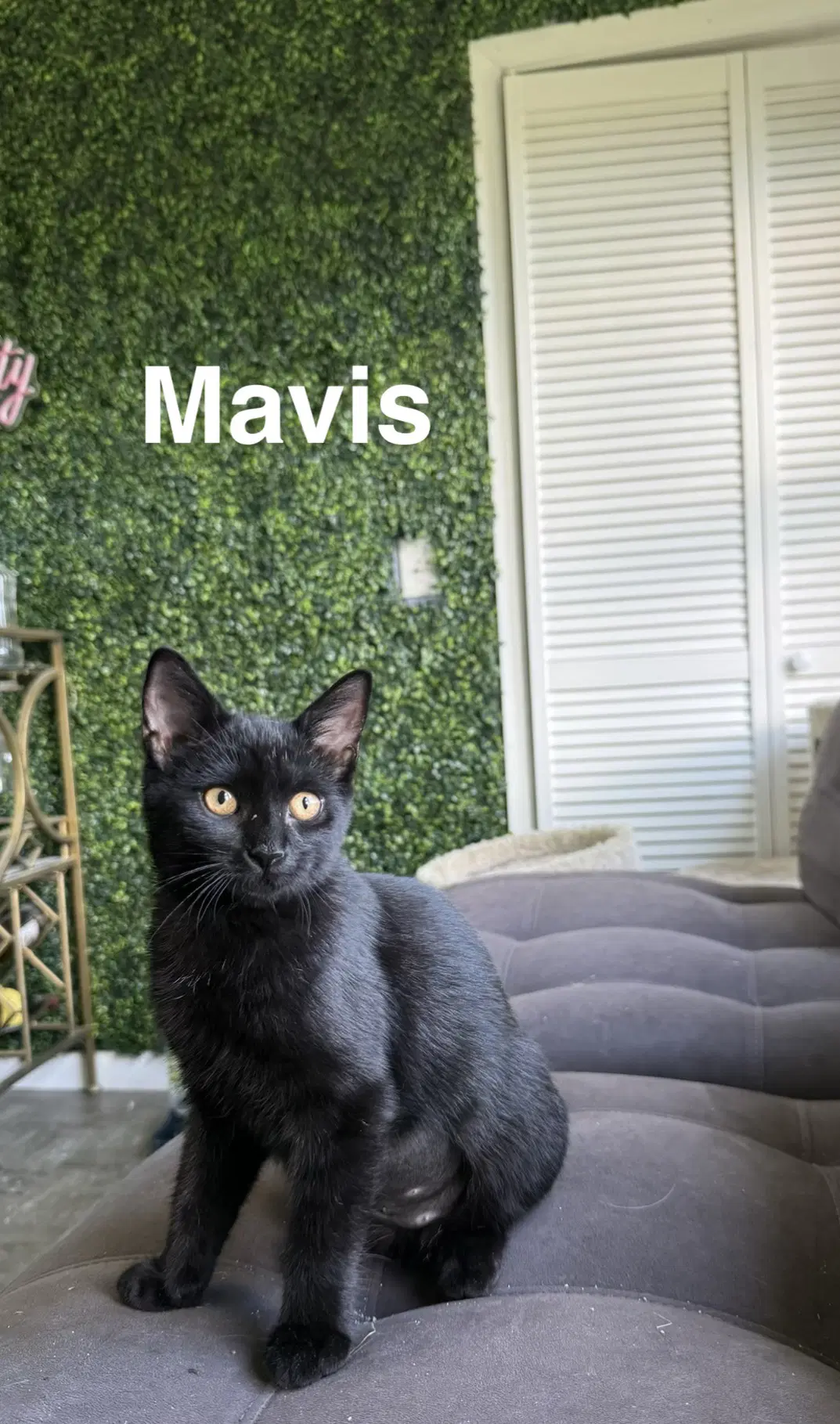 Mavis  Tommy image 2