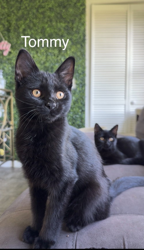 Mavis & Tommy, Domestic Short Hair (short coat)