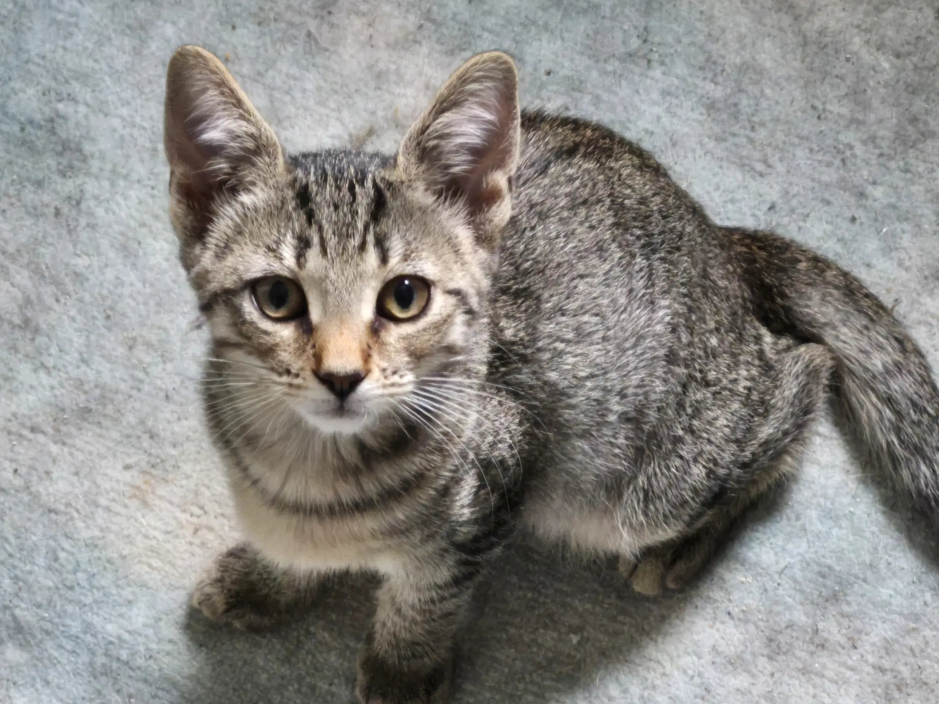 Layla - Domestic Short Hair