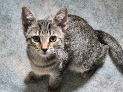 Layla, a cat for adoption from G.R.A.S.P., Inc.