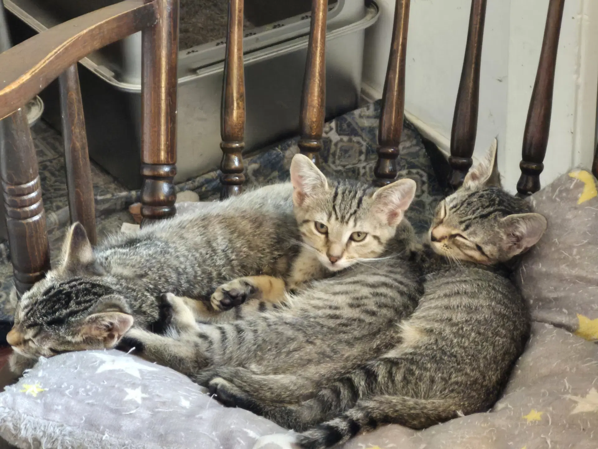 Piper - Domestic Short Hair