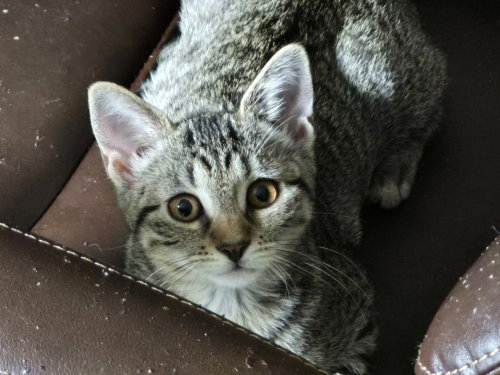 Photo 3 of Piper