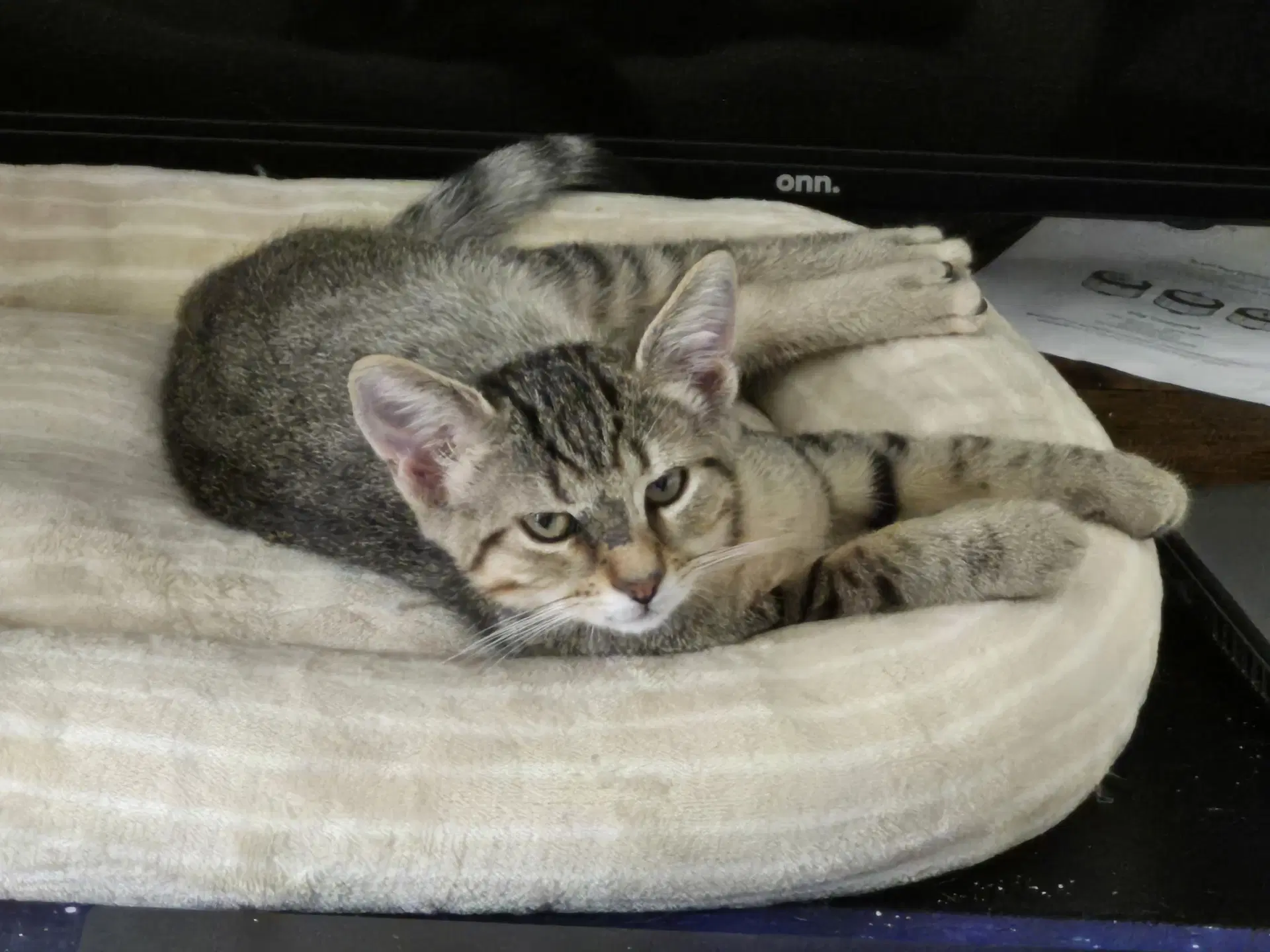Nugget - Domestic Short Hair