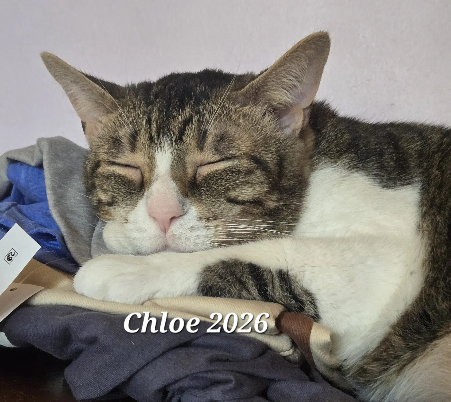 Chloe - Domestic Short Hair