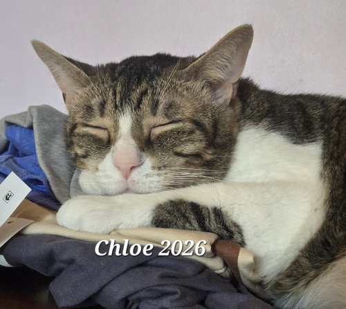 Chloe, a cat for adoption from G.R.A.S.P., Inc.