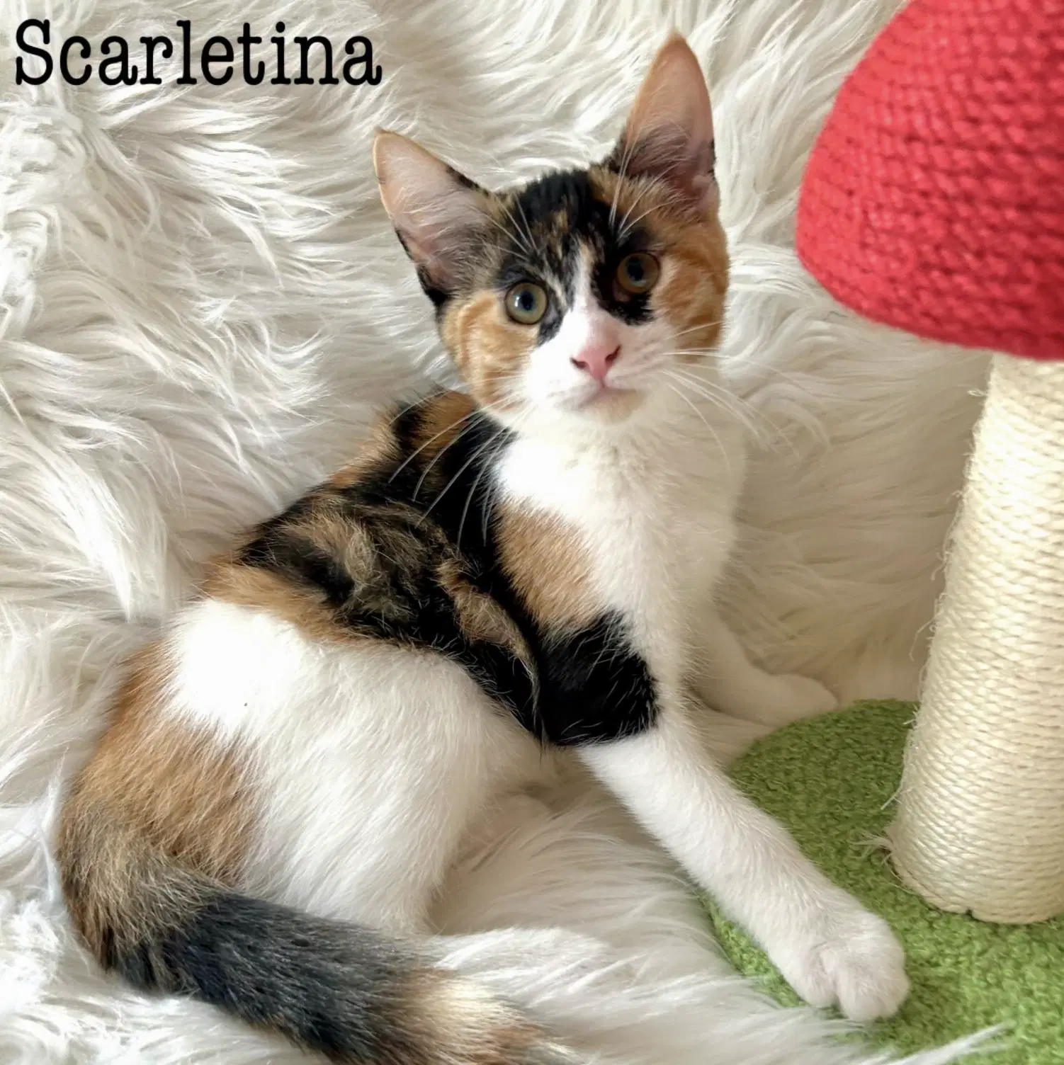 Scarletina - Domestic Short Hair