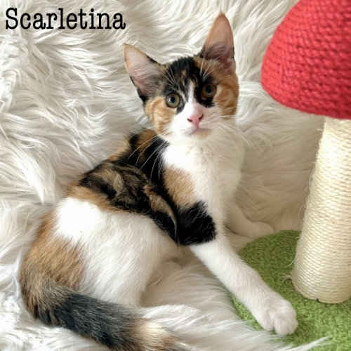 Scarletina, Domestic Short Hair (short coat)