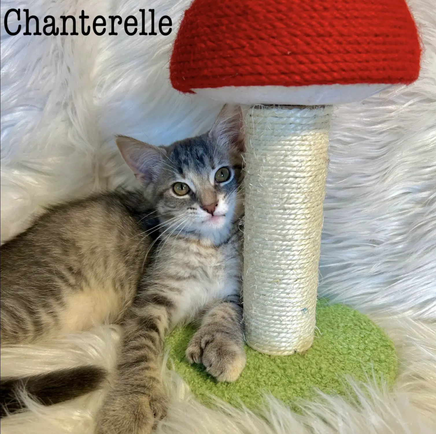 Chanterelle - Domestic Short Hair
