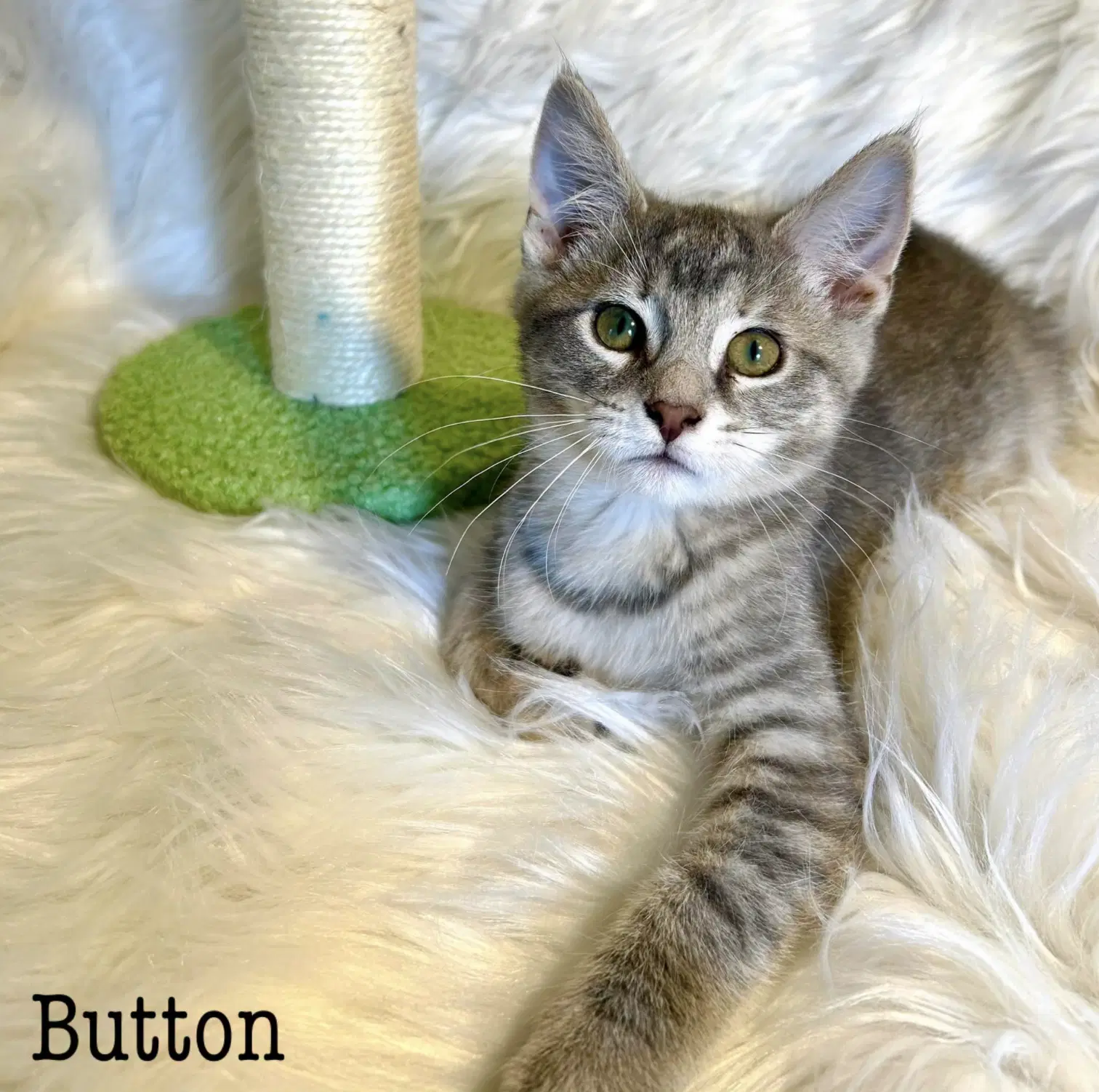 Button - Domestic Short Hair