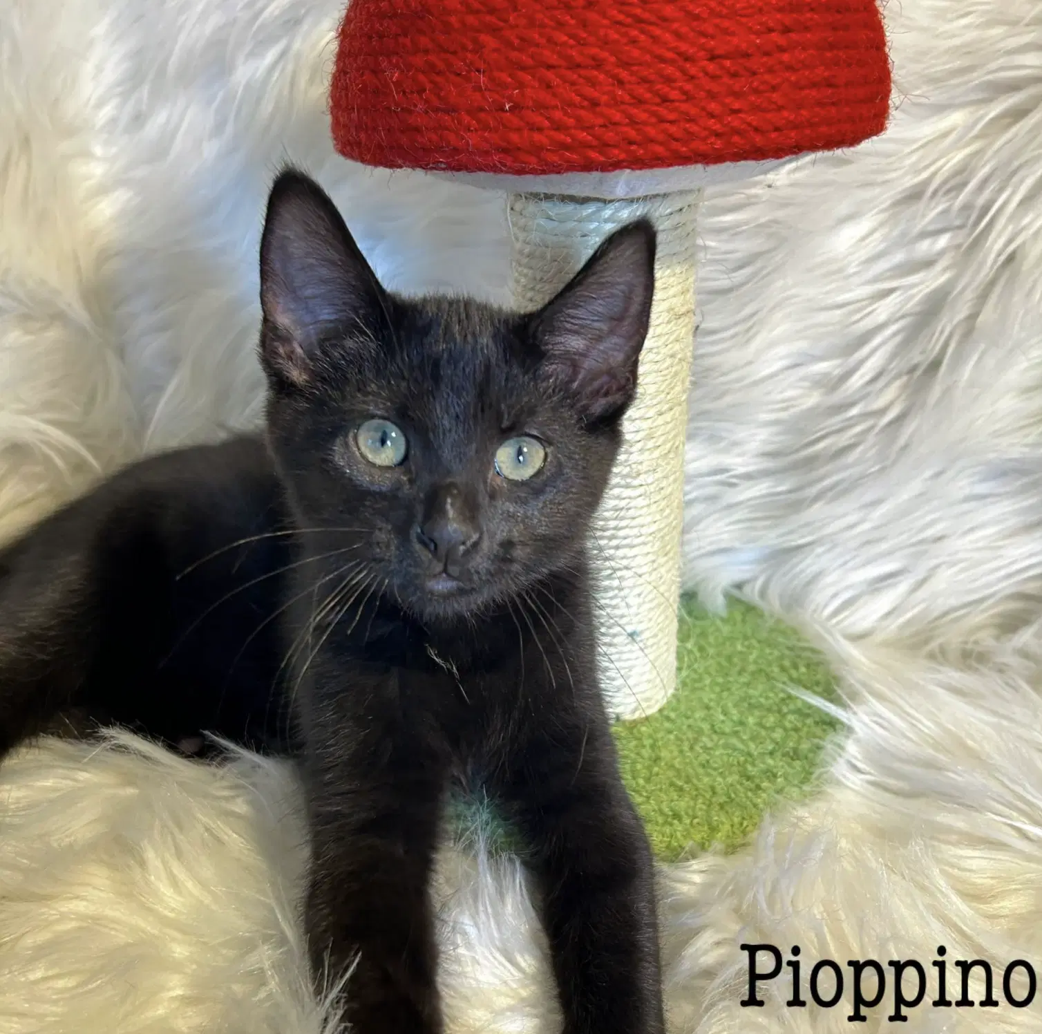 Pioppino - Domestic Short Hair