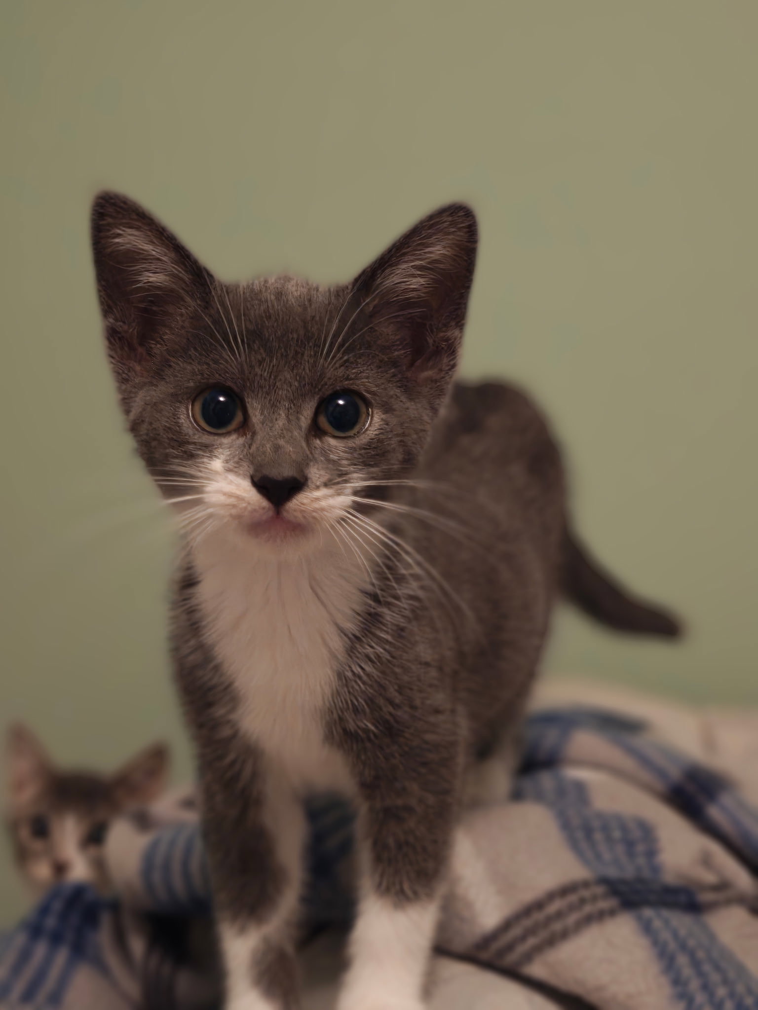 Trina, cat — photo 1 of 3