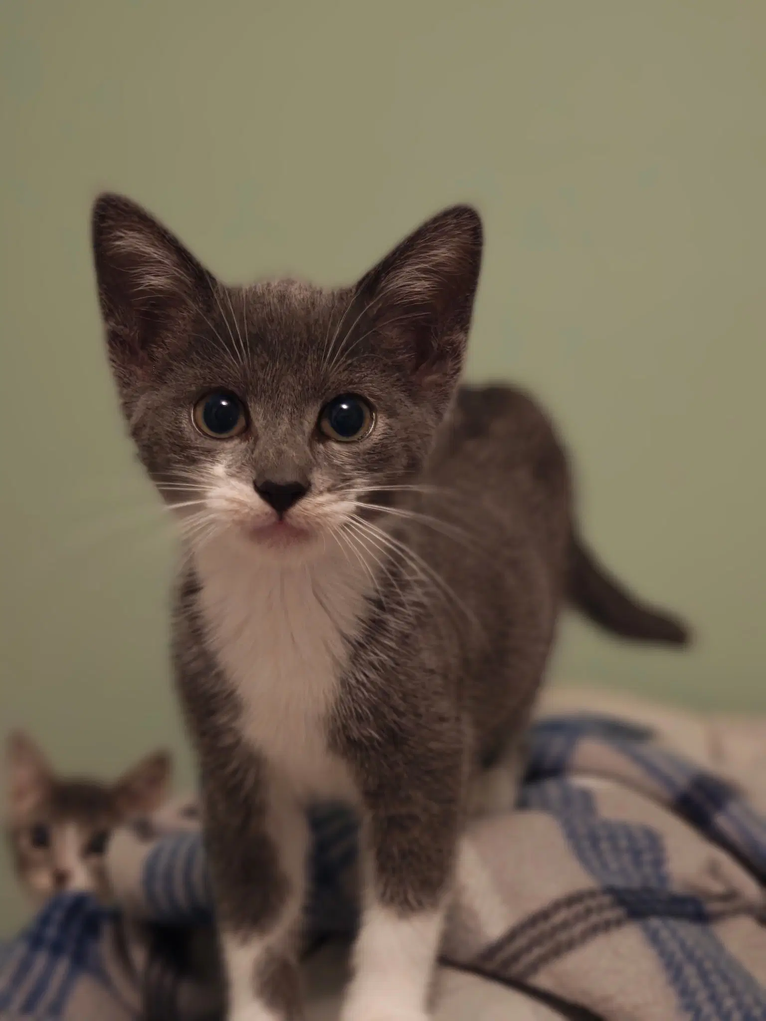 Trina - Domestic Short Hair